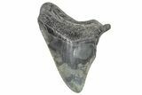 Partial Megalodon Tooth - South Carolina #320714-1